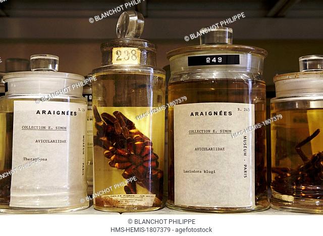 France, Paris, Museum National d'Histoire Naturelle, Arachnology Laboratory, Spiders conserved in alcohol, Eugene Louis Simon (1848-1924) collection