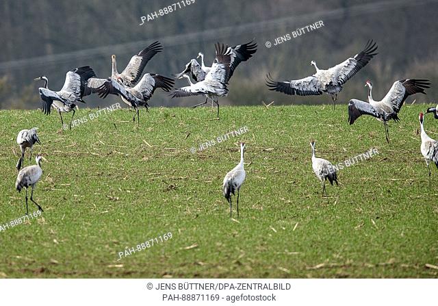 A group of cranes rest in a field in Luebstorf. Germany, 08 March 2017. Thousands of cranes are stopping off to rest in the German state as they return from the...