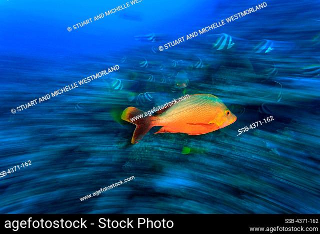 Bannerfish (Heniochus acuminatus) & Red Snapper (Myripristis amaena), Moorea Island, French Polynesia, South Pacific