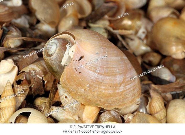 Sea Snail Akera bullata empty shell, on strandline, Fleet Lagoon, Dorset, England, june