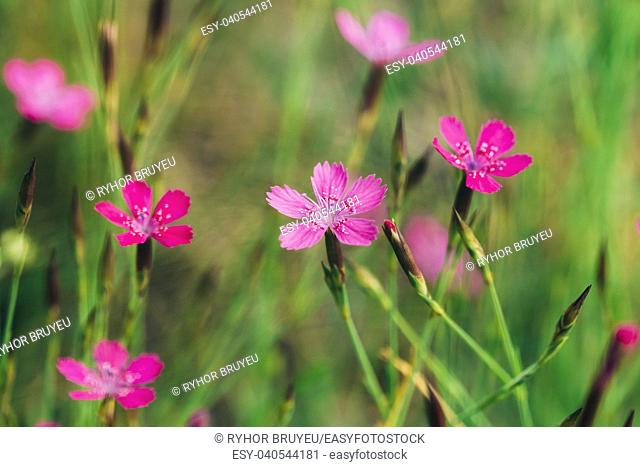 Gomel, Belarus. Blooming In Green Grass Wildflowers Meadow Carnations, Dianthus Pratensis Or Dianthus Chloroleucus In Summer Field At Sunset Sunrise