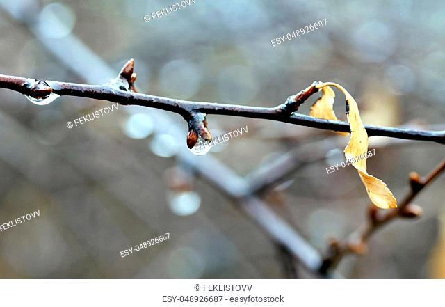 lonely yellow leaf on a branch with rain drops, soft focus