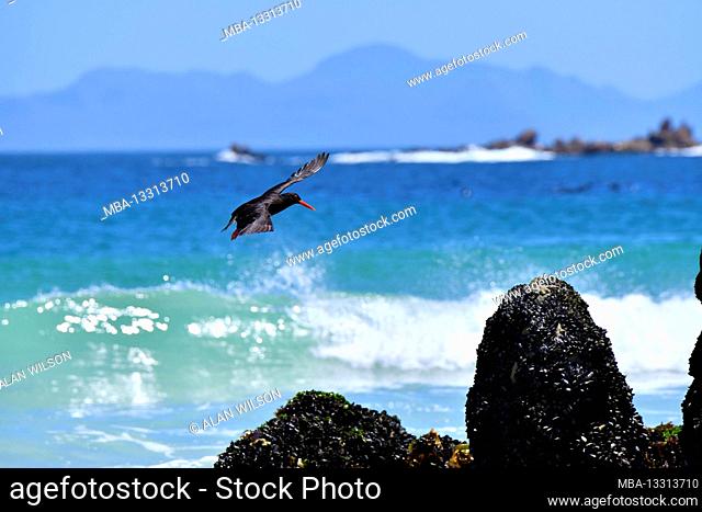 African Black Oystercatcher [Haematopus moquini] in flight at Cape Hangklip, South Africa