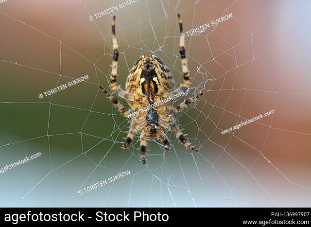 01.11.2020, Schleswig, a garden spider (Araneus diadematus) in the spider web on a beautiful autumn day in November 2020 in Schleswig