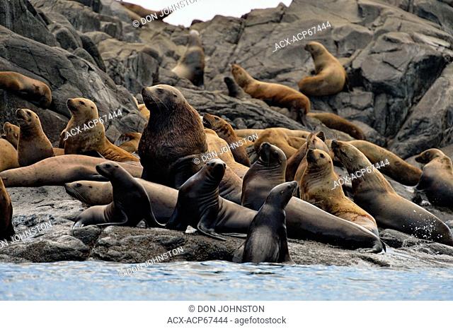 Steller/Northern sea lion (Eumetopias jubatus) Herd basking and interacting at year-round haulout site- Garcin Rocks, Gwaii Haanas National Park