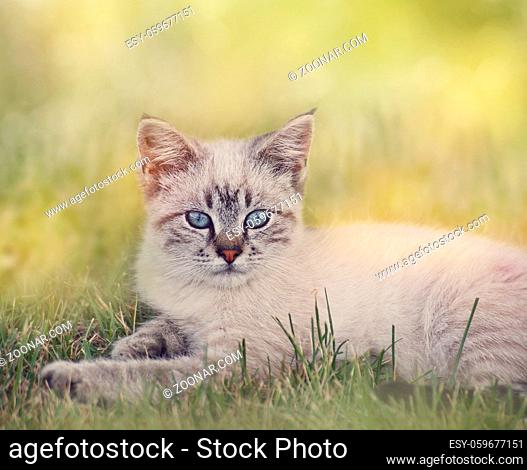 White And Brown Kitten resting in grass