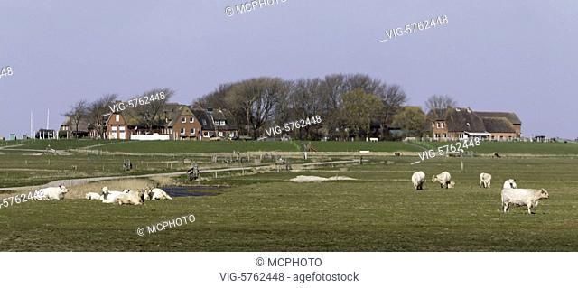 cattle on island Hooge - Hooge, Schleswig-Holstein, Germany, 19/04/2016