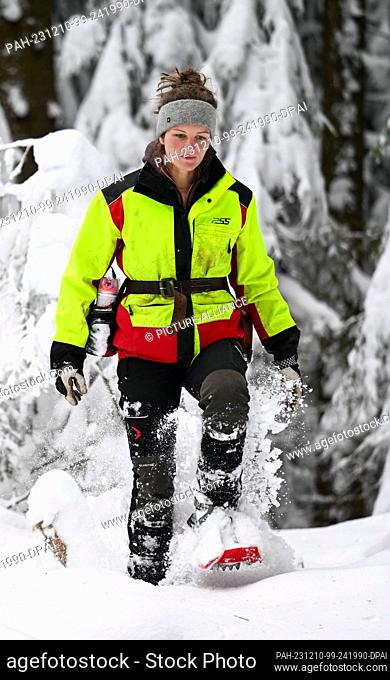 PRODUCTION - 08 December 2023, Saxony, Bockau: District forester Anne Borowski walks with snowshoes through the snow-covered winter forest in her district near...