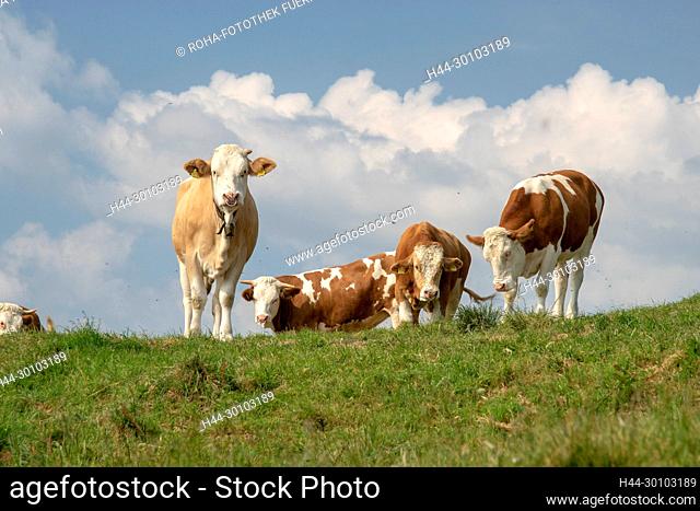 Kühe auf der Stoißer Alm auf dem Teisenberg im Grenzgebiet der Gemeinden Anger - Teisendorf, Deutschland