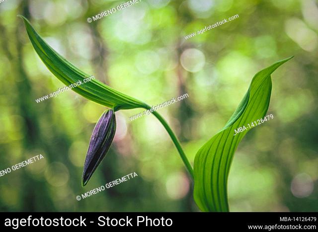 lady's slipper orchid, cypripedium calceolus in nature, wild orchid bud not yet in bloom, dolomites, belluno, veneto, italy