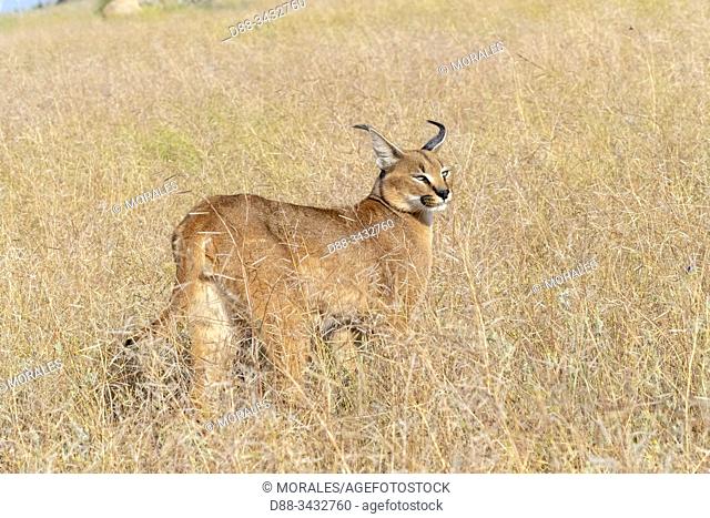 Caracal (Caracal caracal), Occurs in Africa and Asia, Adult animal, Male, Walking in savanah, Captive