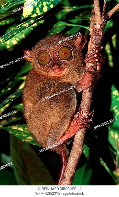 Philippine tarsier, Tarsius syrchta, Bohol Philippines Island, Philippinen