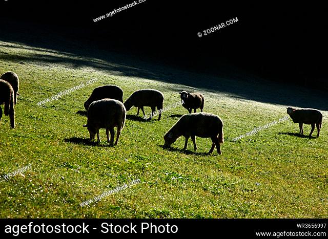 sheep grazing on mountain farmland in switzerland