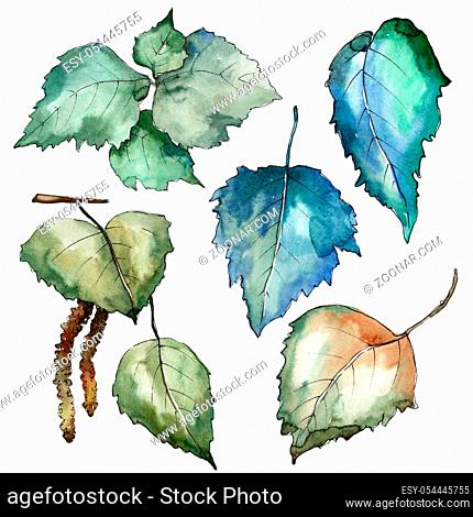 Leaves birch in a watercolor style isolated. Aquarelle leaf for background, texture, wrapper pattern, frame or border