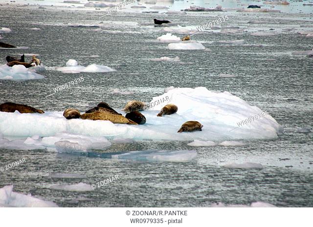 Maeres Glacier with seals
