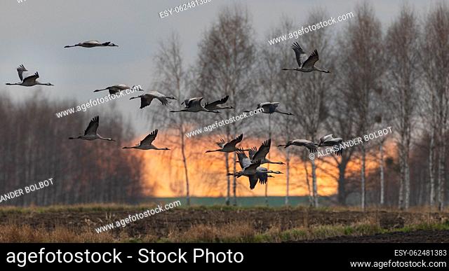 Common Crane (Grus grus) in flight against sunset cloudy sky and trees, Podlaskie Voivodeship, Poland, Europe