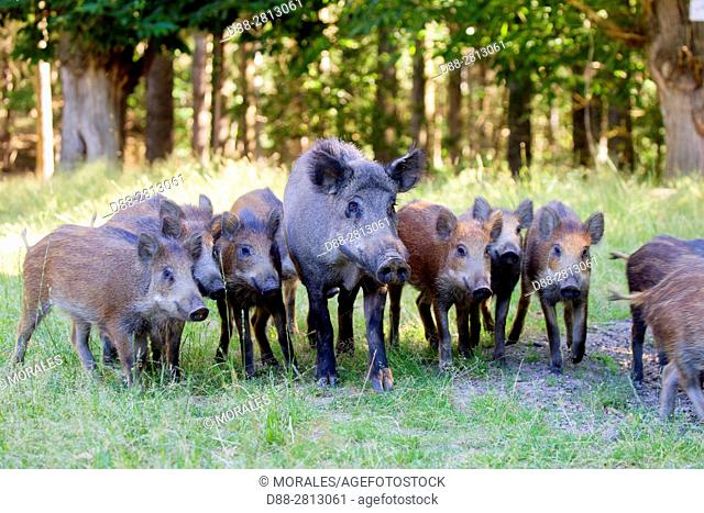 France, Haute Saone, Private park, Wild Boar (Sus scrofa), sow with youngs