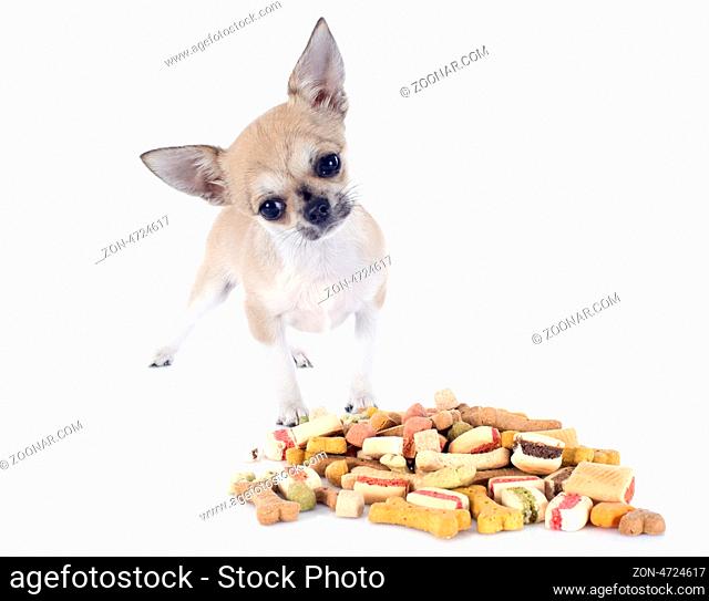 portrait of a cute purebred puppy chihuahua eating dry food in front of white background