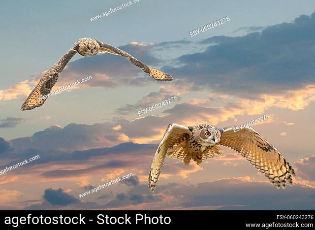 Two Eurasian Eagle Owls or Eagle Owls. Flies with spread wings against a dramatic blue, purple, orange sky. Red eyes stare at you while he is hunting