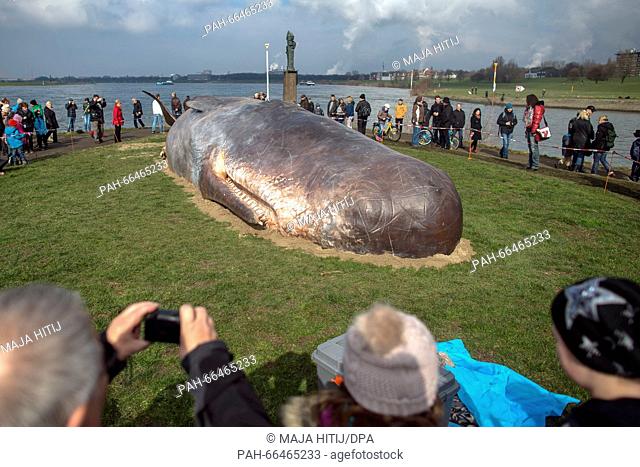 A replica of a sperm whale has been set up at the Rhine riverbank in Duisburg, Germany, 06 March 2016. The life-sized figure is part of the cultural festival...