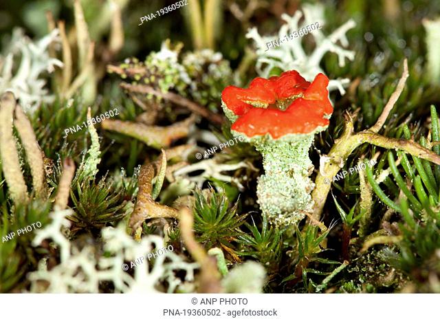 Red pixie cup Cladonia coccifera - Mantingerveld, Nieuw Balinge, Drenthe, The Netherlands, Holland, Europe
