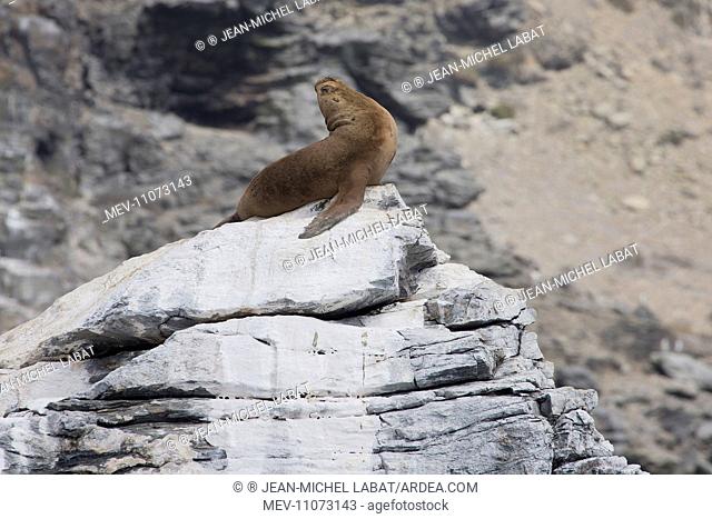 South American Sea Lion - Pan de Azucar National Park - Chile. Chili