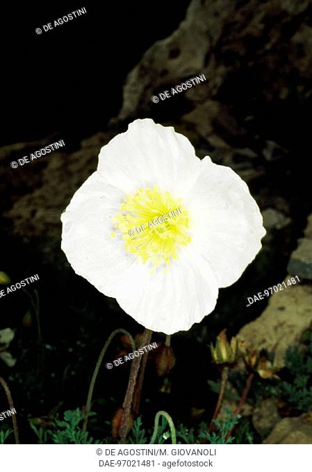 Meneerke bloem (Papaver alpinum sendtneri), Papaveraceae