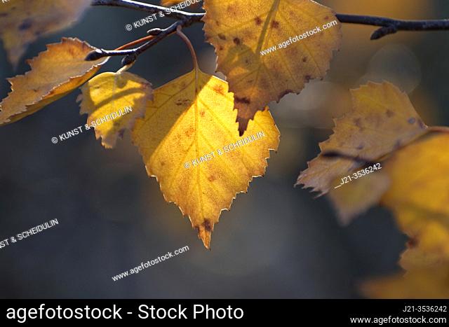 Yellow birch leaves are glowing in autumn sunlight