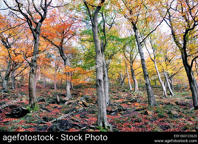autumn woodland with colorful leaves and tall trees growing in a moss covered rocky hillside
