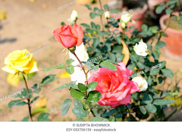 A Red rose is a woody perennial flowering plant of genus Rosa family Rosaceae. A shrubs with stems and sharp prickles. A sun loving plant Blooms in late spring...