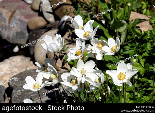 wood Anemone or snowdrop Anemone (Anemone syvestris) in the Garden