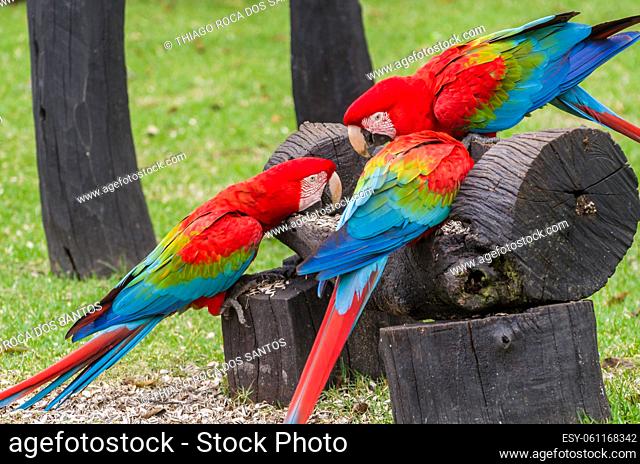 Beautiful red macaw in the Brazilian wetland