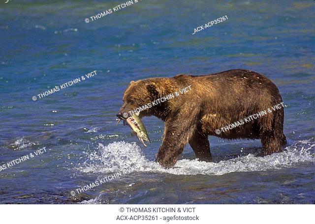Brown Bear Ursus arctos middendorffi carries chum salmon catch to shore to eat, summer, McNeil River, Alaska