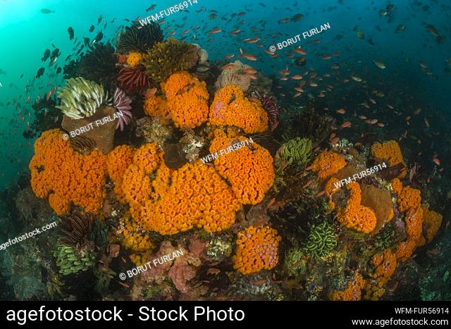 Orange Cup Coral at Coral Reef, Tubastrea faulkneri, Komodo, Indonesia