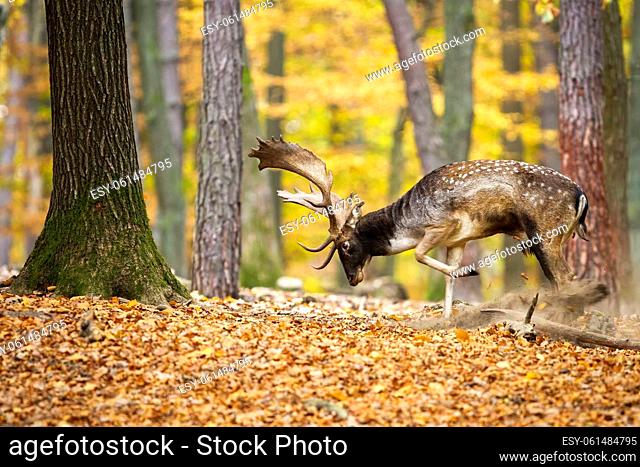 Fallow deer, dama dama, marking territory in color forest in autumn. Spotted stag digging on foliage in woodland. Antlered mammal raking in fall nature