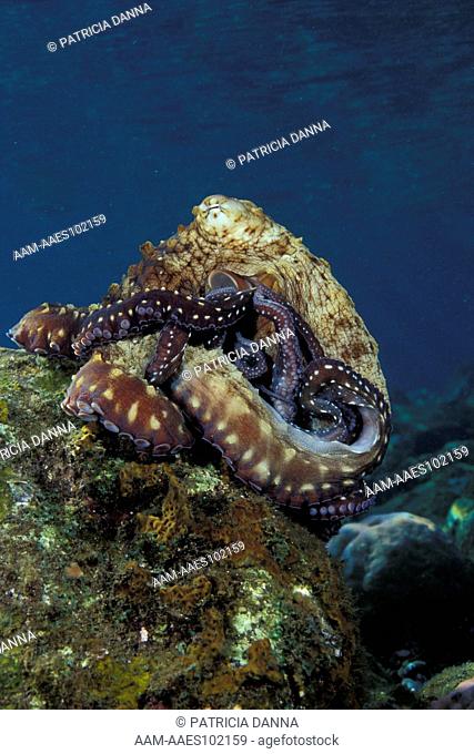 Indo-Pacific Day Octopus (Octopus cyanea) grooming on a Hard Coral (Order Scleractinia) after hunting and feeding, Bali, Indonesia