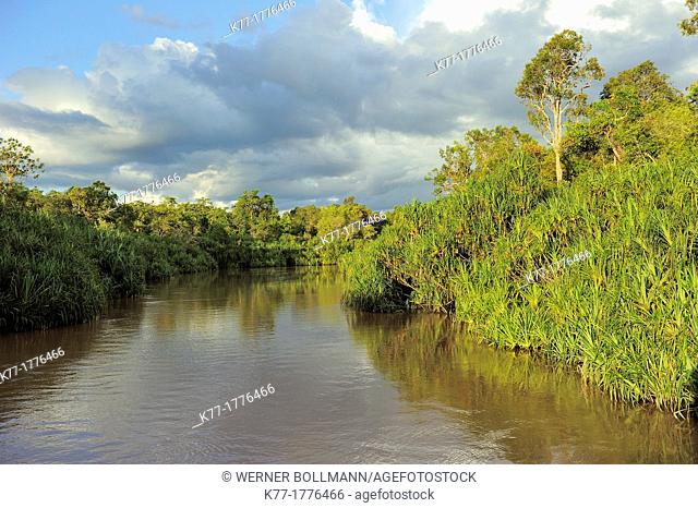 Sekonyer River with Pandanus Palms Pandanus spec , Province Kalimantan, Borneo, Indonesia