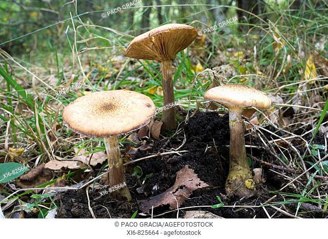 Mushrooms (Armillaria bulbosa) in oakwood. Riaza, Segovia, Spain
