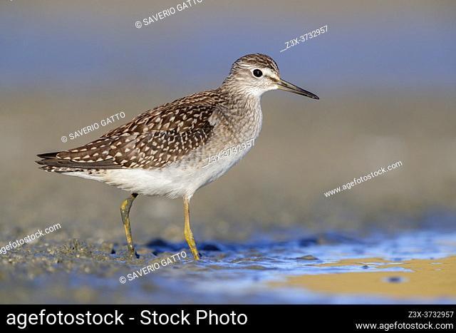 Wood Sandpiper (Tringa glareola), side view of an individual standing on the mud, Campania, Italy