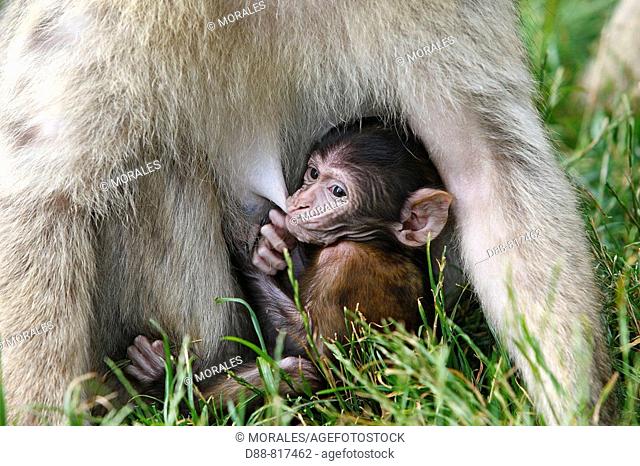 Barbary Macaque (Macaca sylvanus). Montagne des Singes park, Kintzheim, Alsace, France