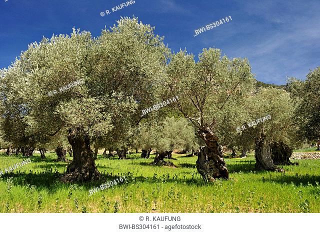 olive tree (Olea europaea ssp. sativa), oliev grove, Spain, Balearen, Majorca