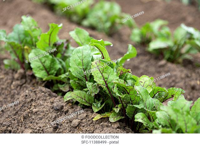 Young beetroot plants in a vegetable patch