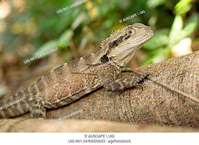 Eastern water dragon, Intellagama lesueurii, on a log. Wollumbin National Park, New South Wales, Australia. (Photo by: Auscape/UIG)