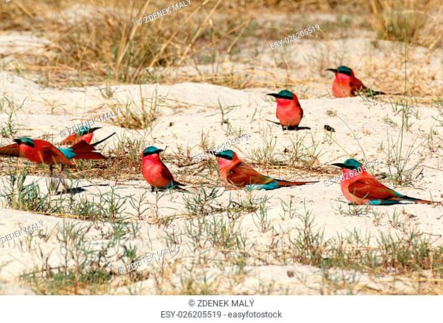 large nesting colony of Nothern Carmine Bee-eater (Merops nubicoides) on bank of the Zambezi river in Caprivi Namibia, Africa