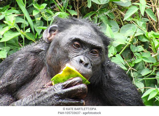 ARCHIVE - 15.03.2018, Congo, Kinshasa: A bonobo eating a papaya at the Lola Ya Bonobo Sanctuary Park. The park's employees deal with orphaned monkeys threatened...