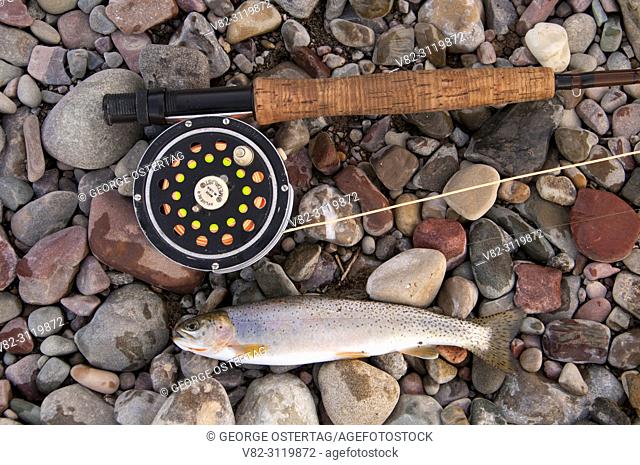 Trout with flyfishing pole, Middle Fork Flathead Wild and Scenic River, Great Bear Wilderness, Flathead National Forest, Montana