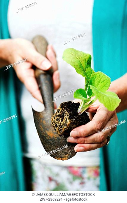 Digitalis Foxglove young plant resting on hand trowel being held in female hands close up