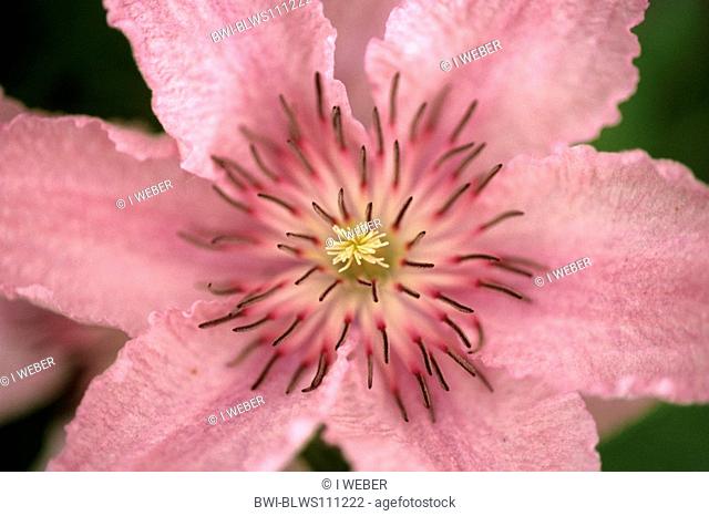clematis, virgins-bower Clematis spec., flower, macro shot