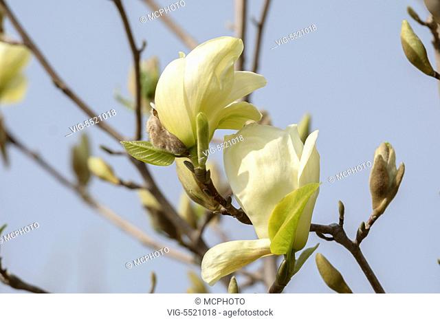 DEUTSCHLAND, BAUTZEN, 02.04.2014, Yulan-Magnolie (Magnolia denudata YELLOW RIVER) - Bautzen, Germany, 02/04/2014