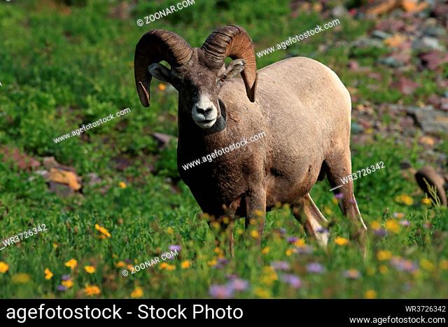 Bighorn Sheep, in the natural habitat, Glacier National Park Montana USA